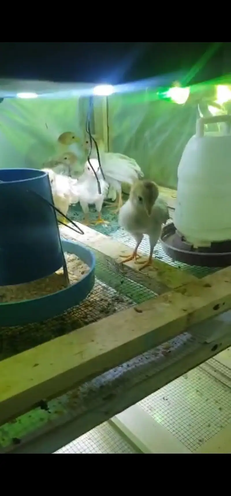 Chicken Brooder for sale — photo 3