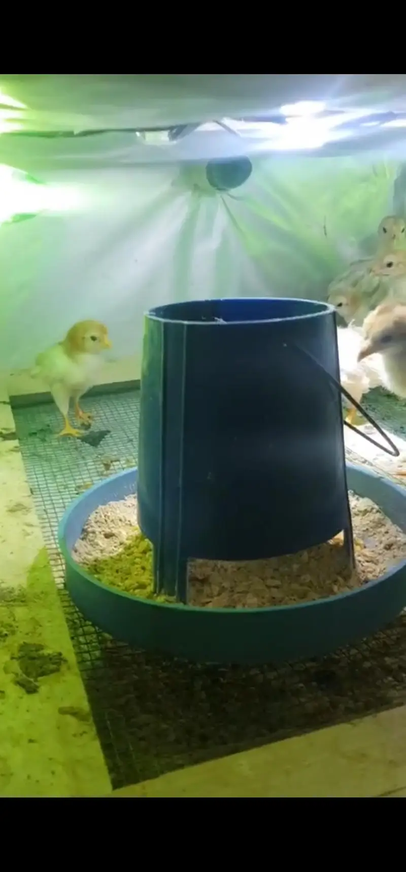 Chicken Brooder for sale — photo 4