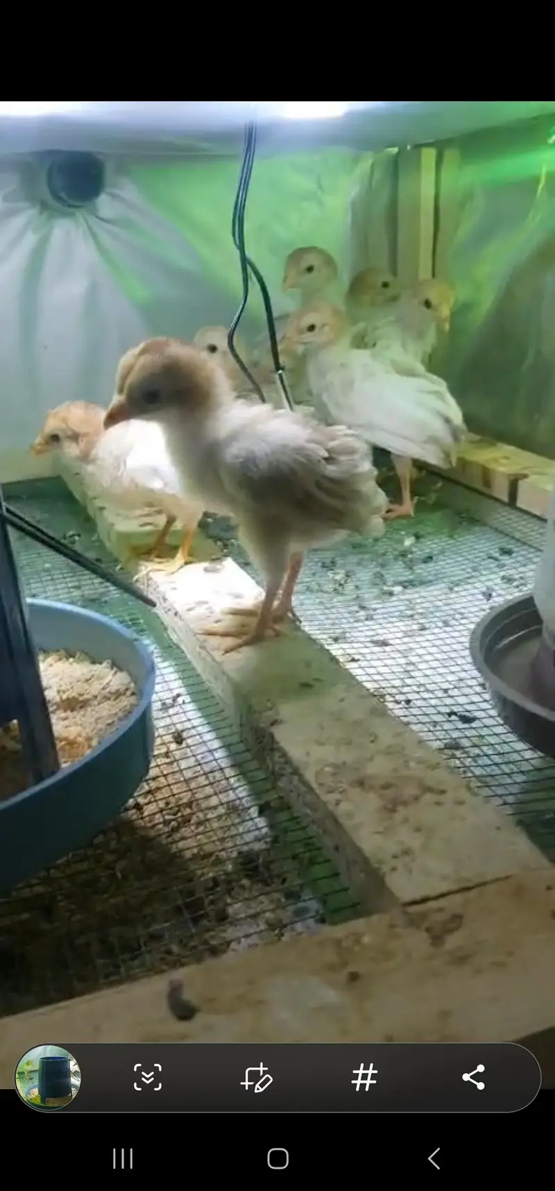 Chicken Brooder for sale — photo 5