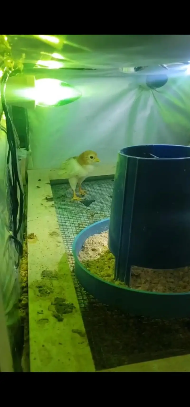 Chicken Brooder for sale — photo 6