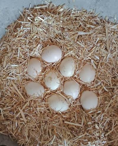 aseel eggs