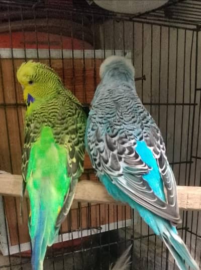 Beautiful Exhibition Parrots – Healthy Pair