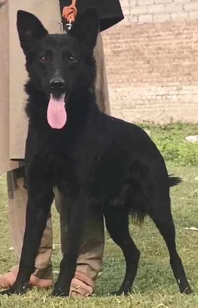 black German Shepherd puppies for sale