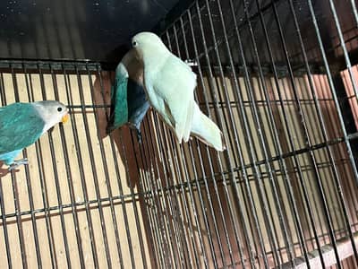 American lucky white pair ande bache dete hue