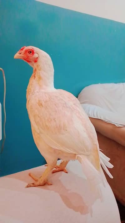 aseel Heera mianwali