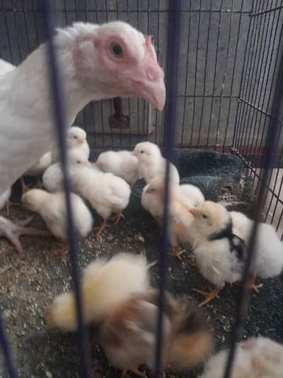 Heera white aseel chicks