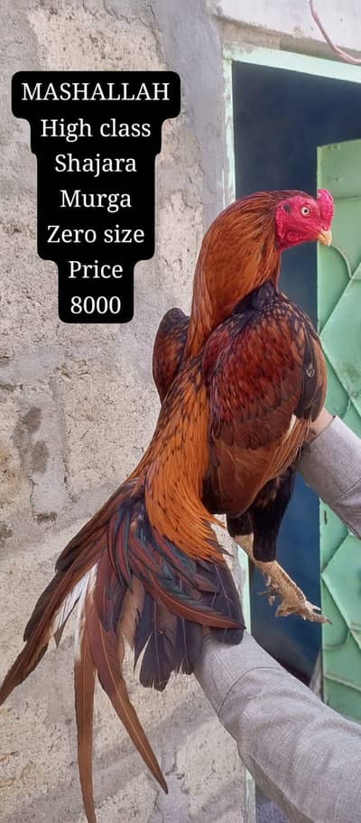 only call WhatsApp aseel murga