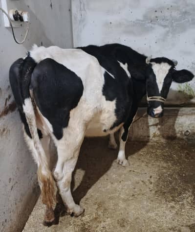 Pregnant cow