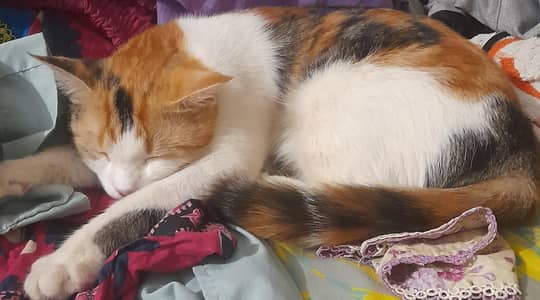 Urgent sale 2 Cats 0-3-3-1-2-6-7-0-0-4-3-