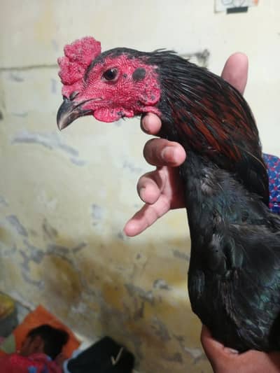 thai+burmi Exchange possible with long hight male  03062533205