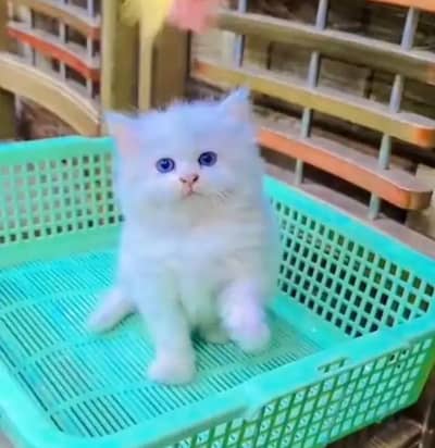 Persian female kitten for sale My WhatsApp number 0325-022-6756
