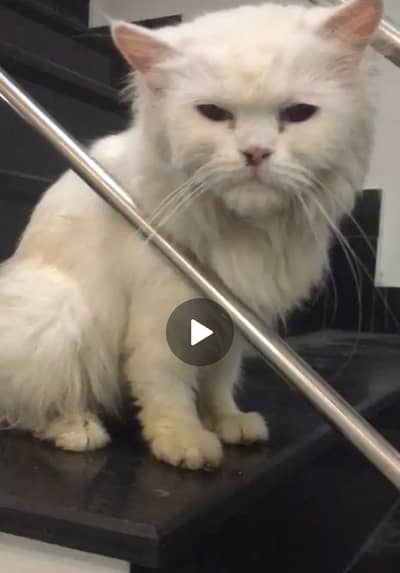 Persian Cat Colour White Eye blue