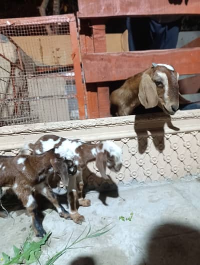 Healthy Teddi Goat with 2 kids // ٹیڈی بکری دو بچوں کے ساتھ
