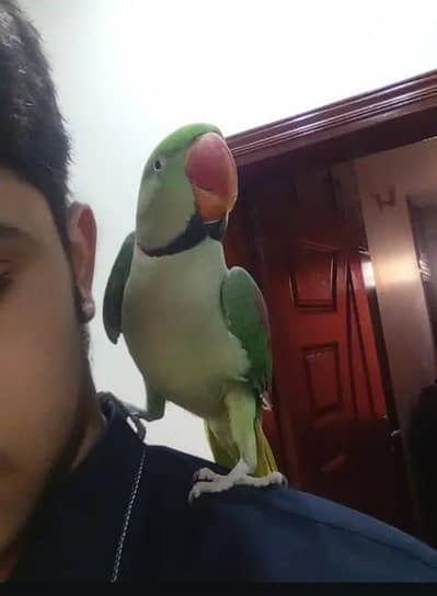 Kashmir raw parrot Full voice training