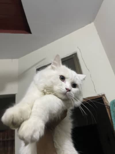Male Persian Cat