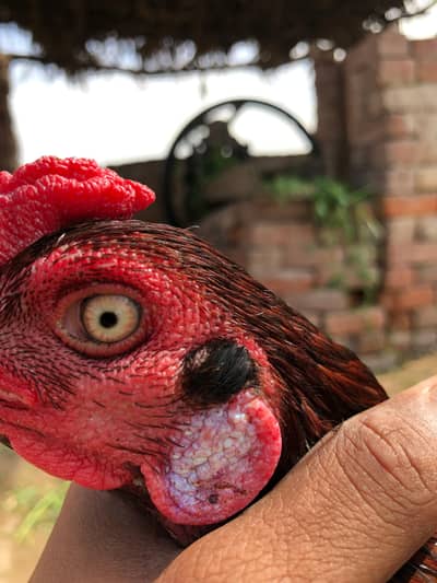 Aseel miamwali murga