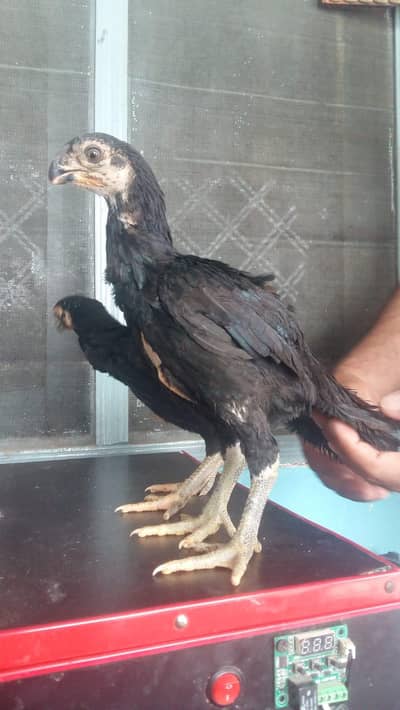 3 months  indian parrot beak madi chicks for sale details 03439063395