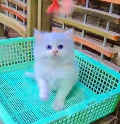 Persian female kitten for sale My WhatsApp number 0325-022-6756