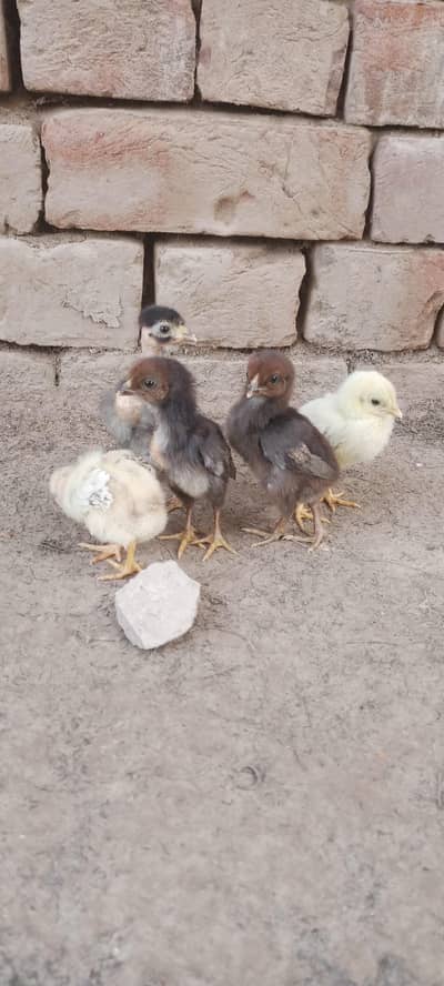 Aseel Chicks For Sale [Madagascar+Sindhi]