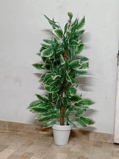 plant for sale