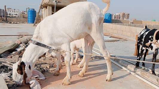 Gulabi bakri and gulabi male bacha