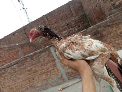 ASEEL SHAJRA PATHY 1YEARS HEN FULL PATHY