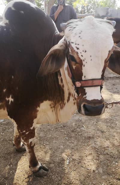 Bachrri for sale Khubsurat achay wazan mai