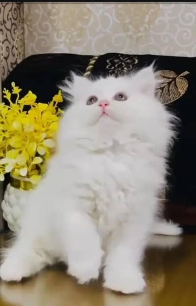 Persian cat for sale my WhatsApp number 0334-98-67-906