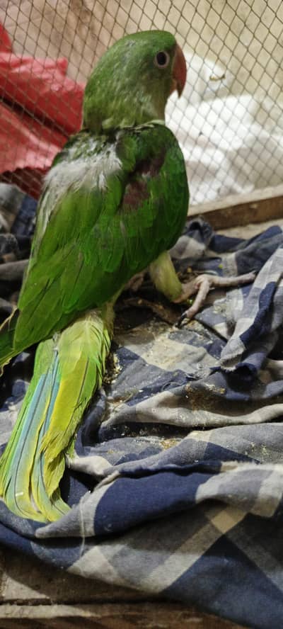 janmbo Kashmiri raw chicks  for sale price fnl hi