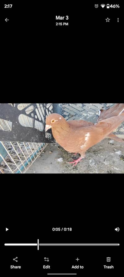 yang mail and Yang female