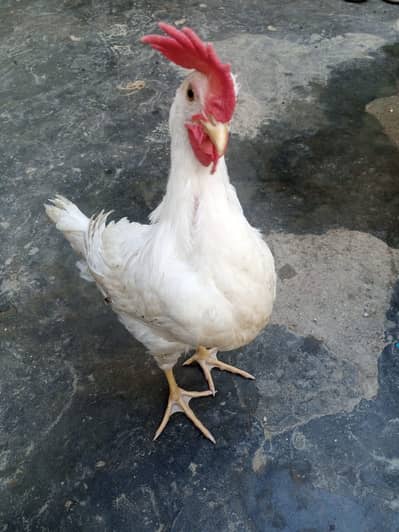 White Cock Urgent Sale