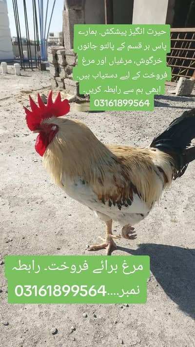 Murag zabarsast sehat wala