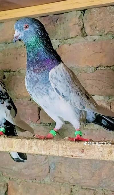 ہوںgis na lena hai