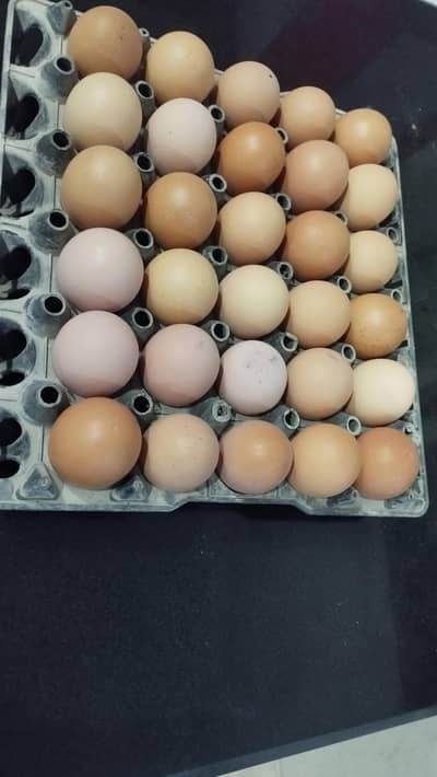 Desi chicken eggs available