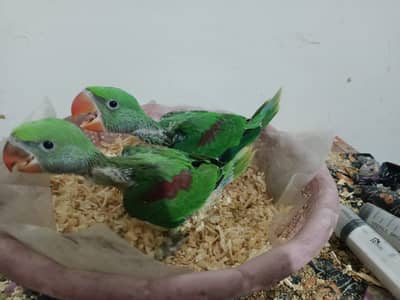 Parrots | Green Parrots | Raw Parrots | Chicks | Raw Chicks  For Sale
