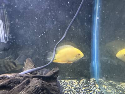 Red spotted and red shoulder severum