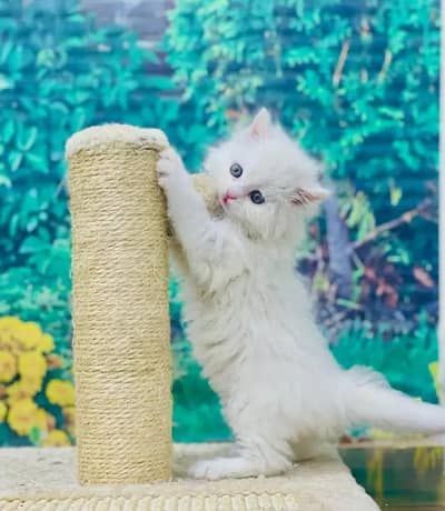 Persian female kitten for sale My WhatsApp number 0325-022-6756