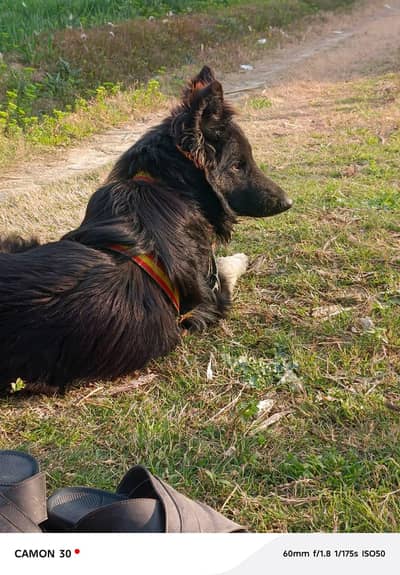 German shepherd Male Dog