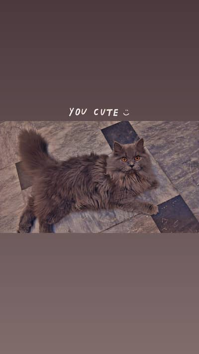 male Persian adult cat