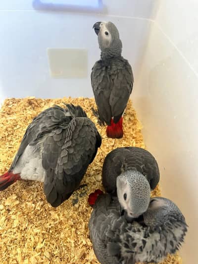 African grey parrot chicks for sale contact number (03281732809)