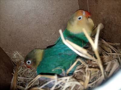 Premium breeder lovebirds fisher
