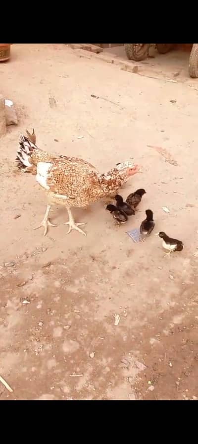 female mother with 8 chick's