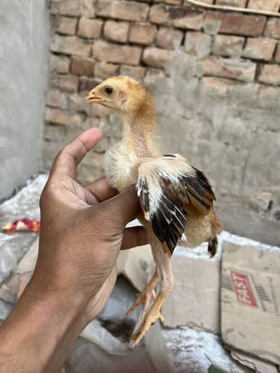 Aseel chicks | pair | Lakha Aseel