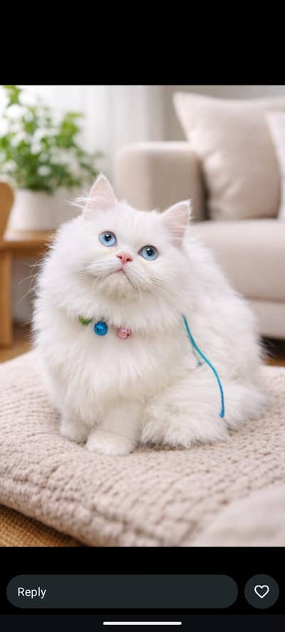 persian kitten / triple coated / cat /