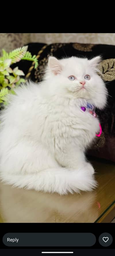 persian kitten / triple coated / cat /