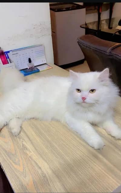 Persian cat for sale my WhatsApp number 0334-98-67-906