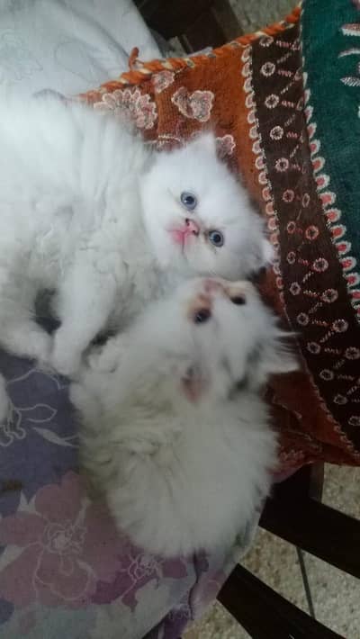 Persian kittens for Sale
