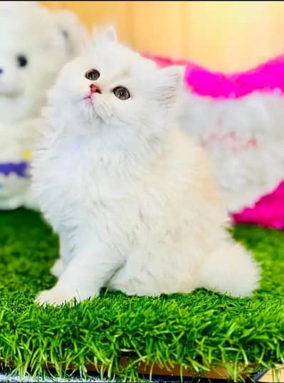Persian cat for sale my WhatsApp number 0334-98-67-906