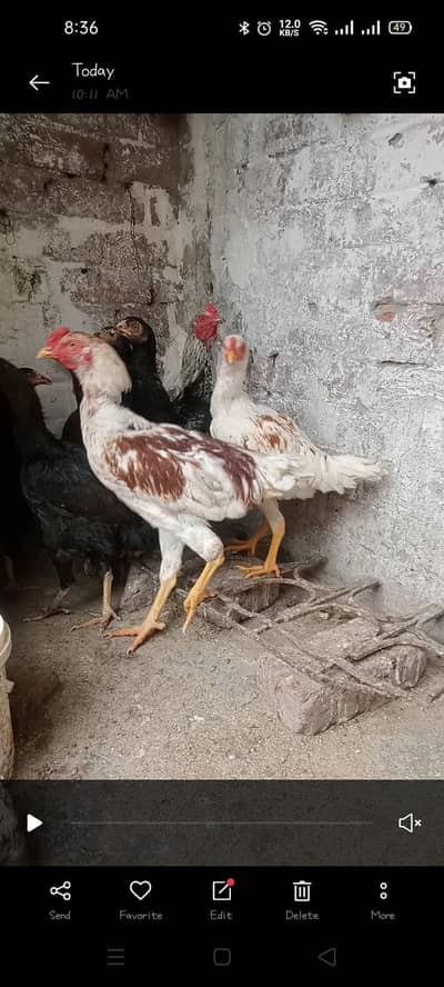 home  Masha ALLAH healthy asel hen