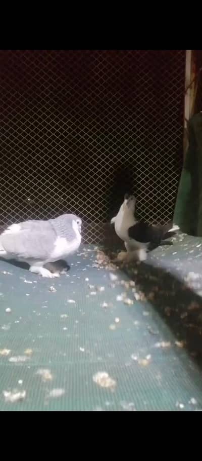 Sherazi pigeons for sale
